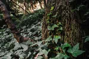 Foto grátis floresta verde com folhas