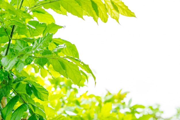 Foto grátis floresta verde com luz solar.