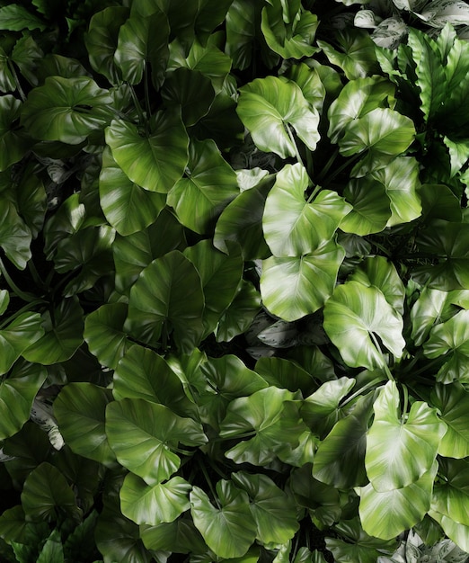 Foto grátis floresta verde de folhas tropicais verdes escuras