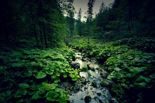 Floresta verde escuro e rio.