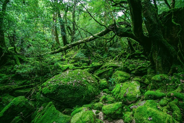 Floresta verde hipnotizante cheia de diferentes tipos de plantas únicas em Yakushima, Japão