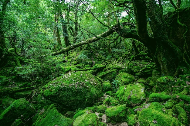 Floresta verde hipnotizante cheia de diferentes tipos de plantas únicas em Yakushima, Japão