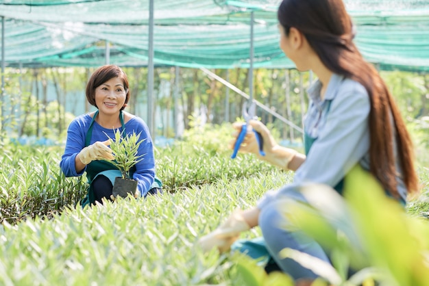 Florista com planta em estufa