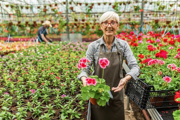 Florista madura orgulhosa mostrando amostra de flores de sua estufa e olhando para a câmera