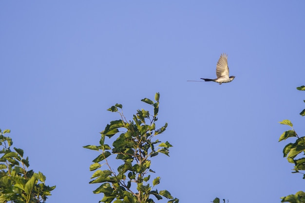 Flycatcher-de-cauda-bifurcada voando sobre um belo prado