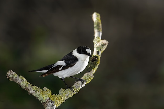 Flycatcher de colarinho, Ficedula albicollis, Malta, Mediterrâneo