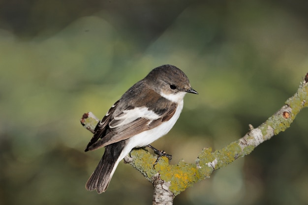 Flycatcher fêmea Pied Ficedula hypoleuca, Malta, Mediterrâneo