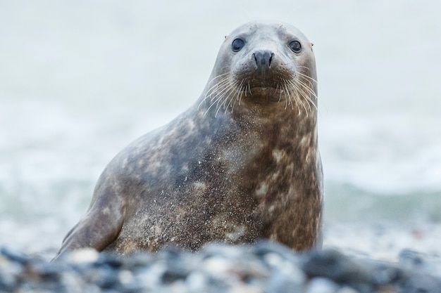 Foca na praia na ilha das dunas perto de Helgoland