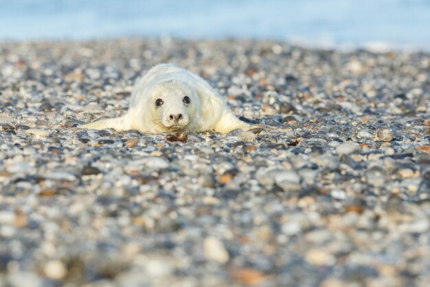 Foca na praia na ilha das dunas perto de Helgoland