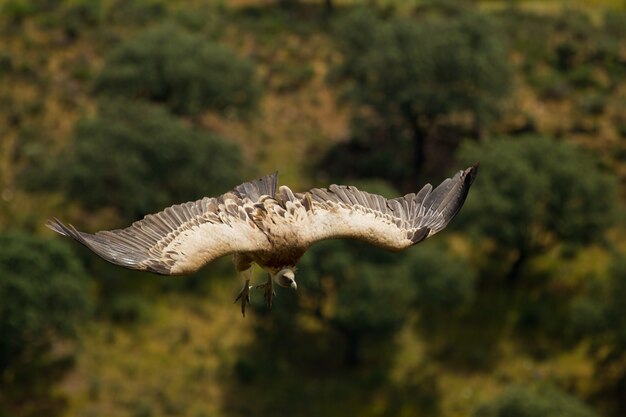 Foco raso de um abutre-grifo (Gyps fulvus) voando com as asas bem abertas