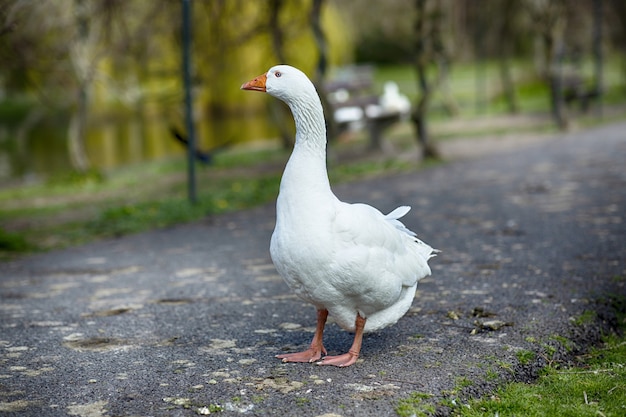 Foco raso de um ganso branco parado na estrada do parque