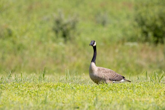 Foco raso de um ganso canadense em um campo verde