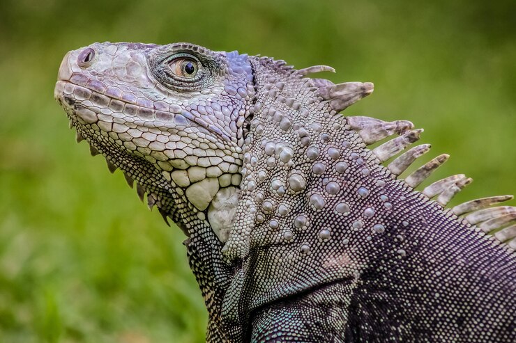 Foto grátis foco raso de uma iguana em fundo verde desfocado
