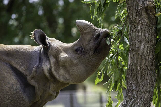 Foco raso em close de um rinoceronte cinza comendo as folhas verdes de uma árvore