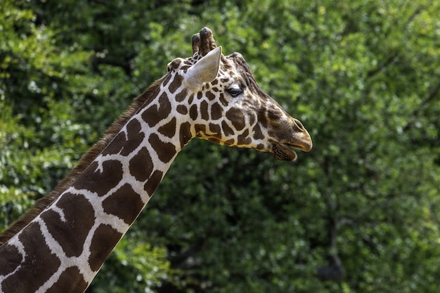 Foco raso em close de uma girafa perto de árvores verdes