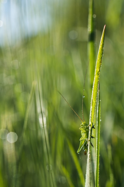 Foco raso vertical close-up de um gafanhoto verde na grama