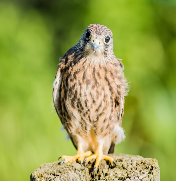 Foco raso vertical close-up de um pássaro Kestrel confuso em pé sobre um tronco de madeira