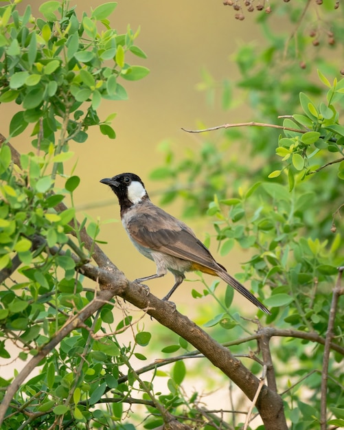 Foco raso vertical Foto de um pássaro bulbul de orelha branca em uma árvore