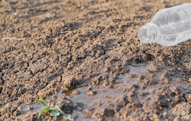 Foco seletivo da seca na água derramando de uma garrafa em plantas morrendo em terra seca devido à crise ecológica da seca e seca na Ásia verão criticamente quente falta de água