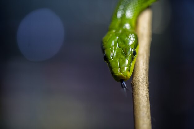 Foco seletivo de cobra verde