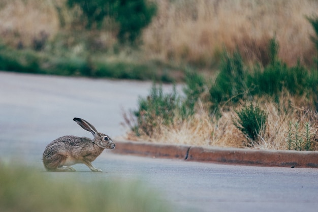 Foto grátis foco seletivo de coelho marrom e preto na estrada cinza perto da grama verde