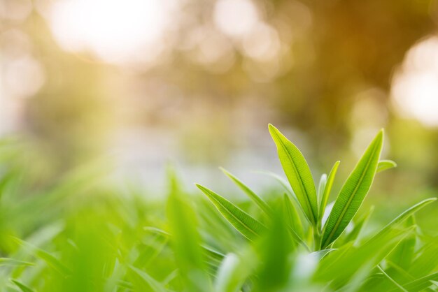 Foco seletivo de folhagem macia com fundo de luz de verão