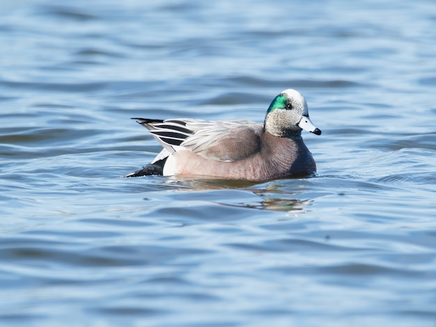 Foco seletivo de pato wigeon americano (Mareca americana) flutuando na água