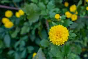 Foto grátis foco seletivo de pequenas flores de crisântemo amarelo crescendo no jardim