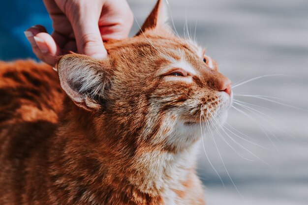 Foco seletivo de um gato laranja sendo segurado na cabeça por seu dono