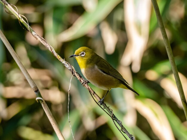 Foco seletivo de um lindo olho-branco Warbling descansando em um galho na floresta Izumi em Yamato