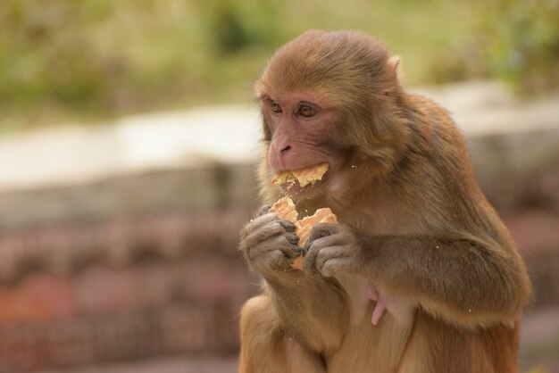 Foco seletivo de um macaco bege comendo