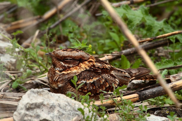 Foto grátis foco seletivo de um nightjar em galhos de árvores cercados por vegetação sob a luz do sol