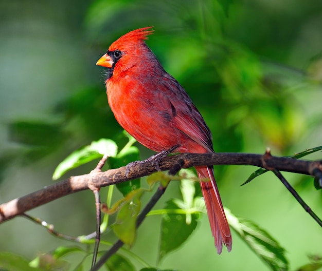 Foco seletivo de um pequeno pássaro vermelho sentado em um galho