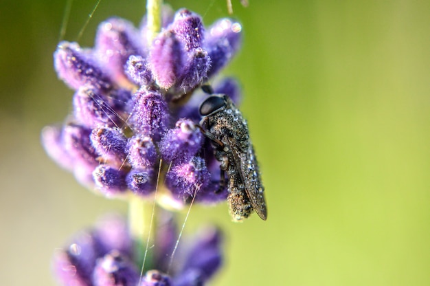 Foco seletivo de uma abelha na alfazema