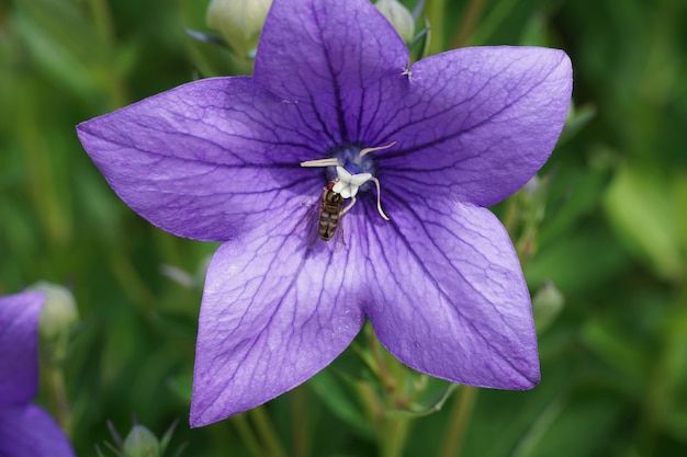 Foco seletivo de uma abelha se alimentando de Platycodon grandiflorus azul