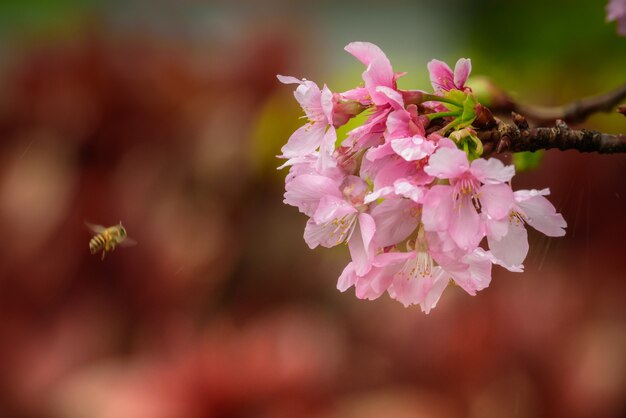 Foco seletivo de uma abelha voando perto de uma bela flor rosa em um jardim em Hong Kong