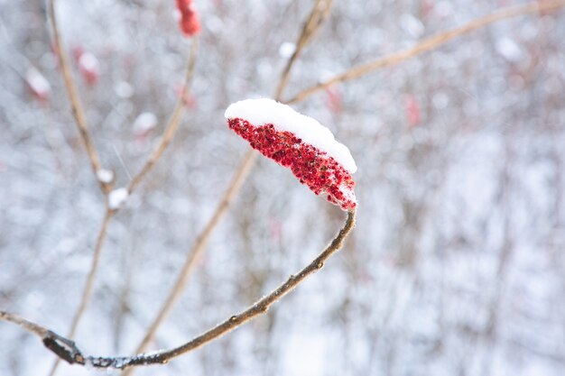 Foco seletivo de uma bela planta com flores vermelhas, cobertas de neve