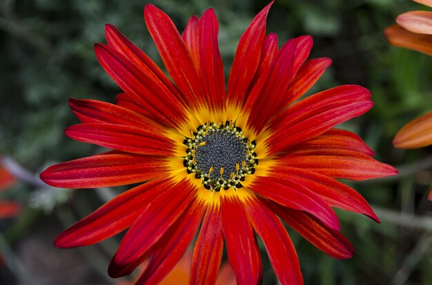 Foco seletivo de uma linda margarida vermelha com centro amarelo cercado por folhas