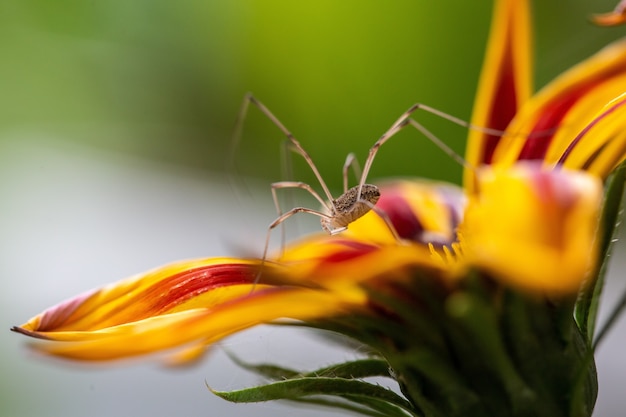 Foco seletivo de uma pequena aranha em uma flor amarela com marcas vermelhas nas folhas