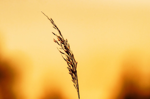 Foto grátis foco seletivo de uma planta