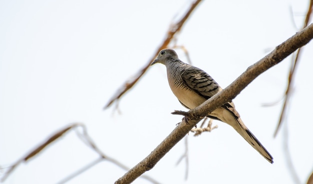 Foco seletivo de uma pomba-pintada (Spilopelia chinensis) sentada em um galho seco