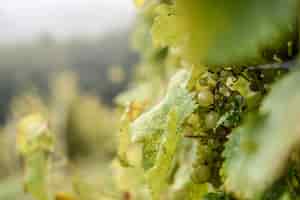 Foto grátis foco seletivo de uvas verdes com gotas de água em uma árvore em um vinhedo sob a luz do sol
