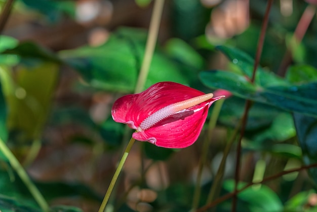 Foto grátis foco seletivo do belo antúrio rosa