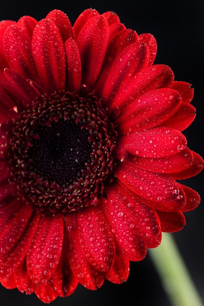 Foco seletivo vertical de uma gerbera vermelha com pétalas orvalhadas