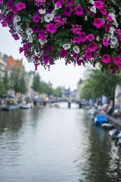 Foco suave de belas flores de petúnia florescendo sobre o canal de Amsterdã, na Holanda