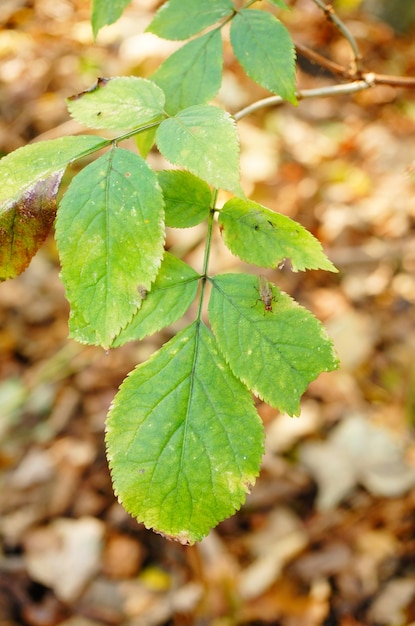 Foco suave de folhas verdes em uma árvore