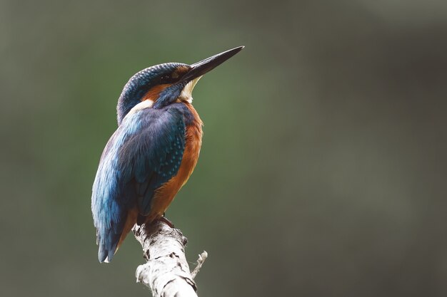 Foco suave de um Kingfisher comum empoleirado em um galho de árvore