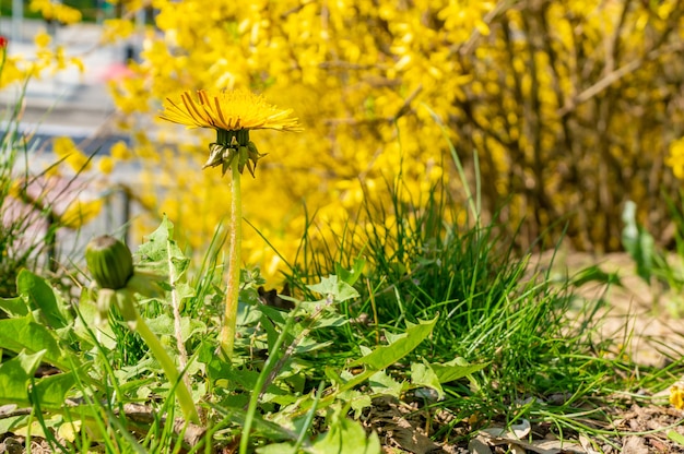 Foco suave de uma planta dente de leão com flor amarela contra árvores amarelas no parque