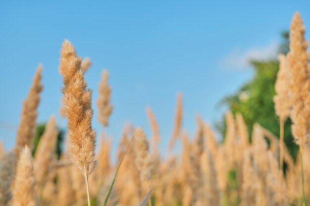 Foco suave seletivo de grama seca turva fundo de outono contra um céu azul hastes de junco flutuando ao vento na luz dourada de um pôr do sol Conceito de grama de verão da natureza