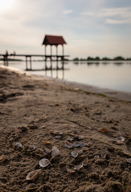 Foco superficial de conchas na areia com um oceano borrado